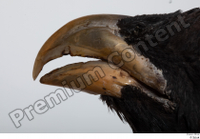  Western capercaillie beak mouth 0001.jpg